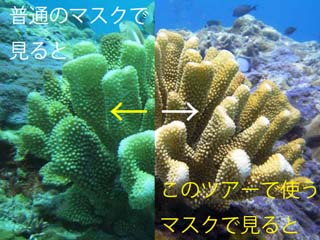 綺麗なものがさらに綺麗に